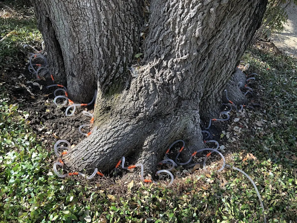 Detailed Tree Cabling and Bracing job site in South Dennis
