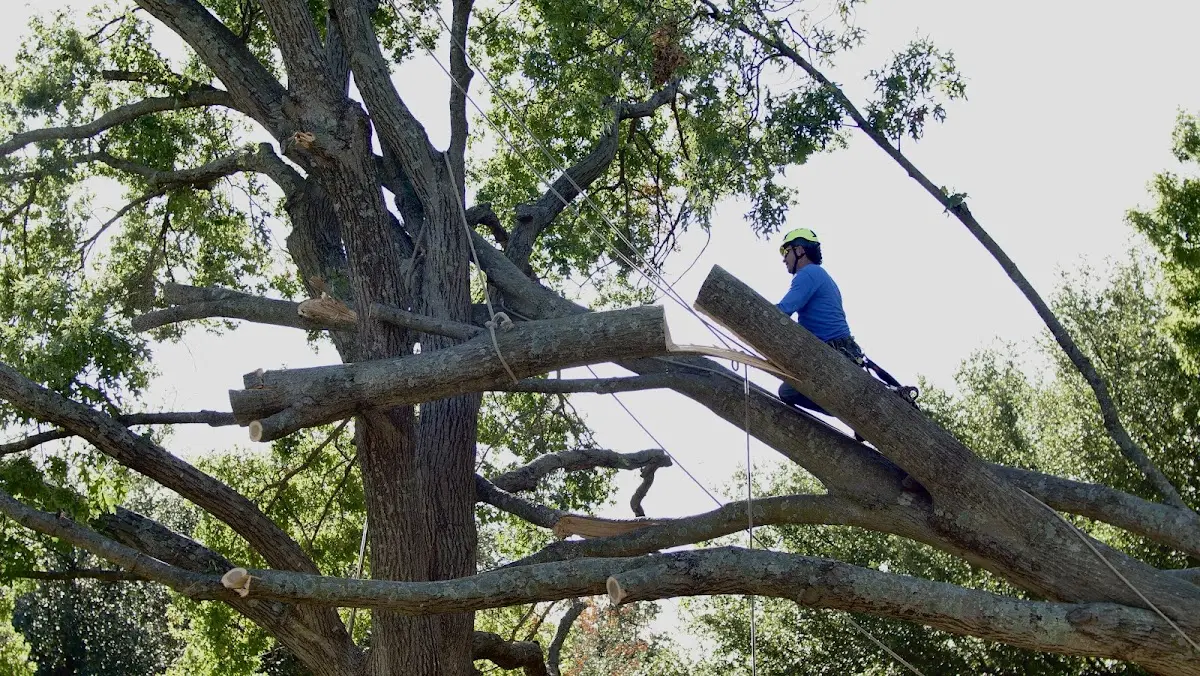 Professional Crown Thinning performed by certified arborists in South Dennis
